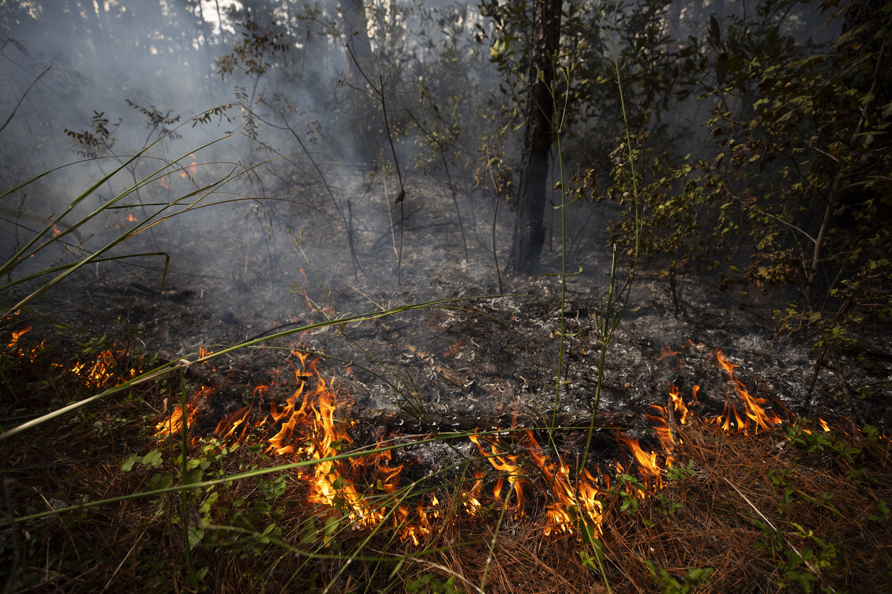 After dry November, wildfire threat declares early drought in 34 South Carolina counties